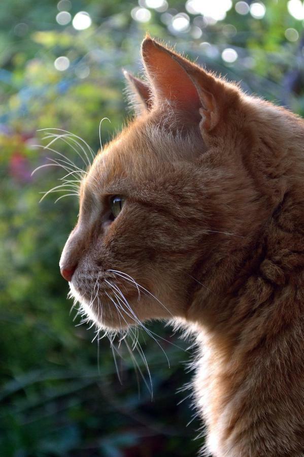 Le Chaton Rouge Saint-Pierre-du-Lorouër 외부 사진